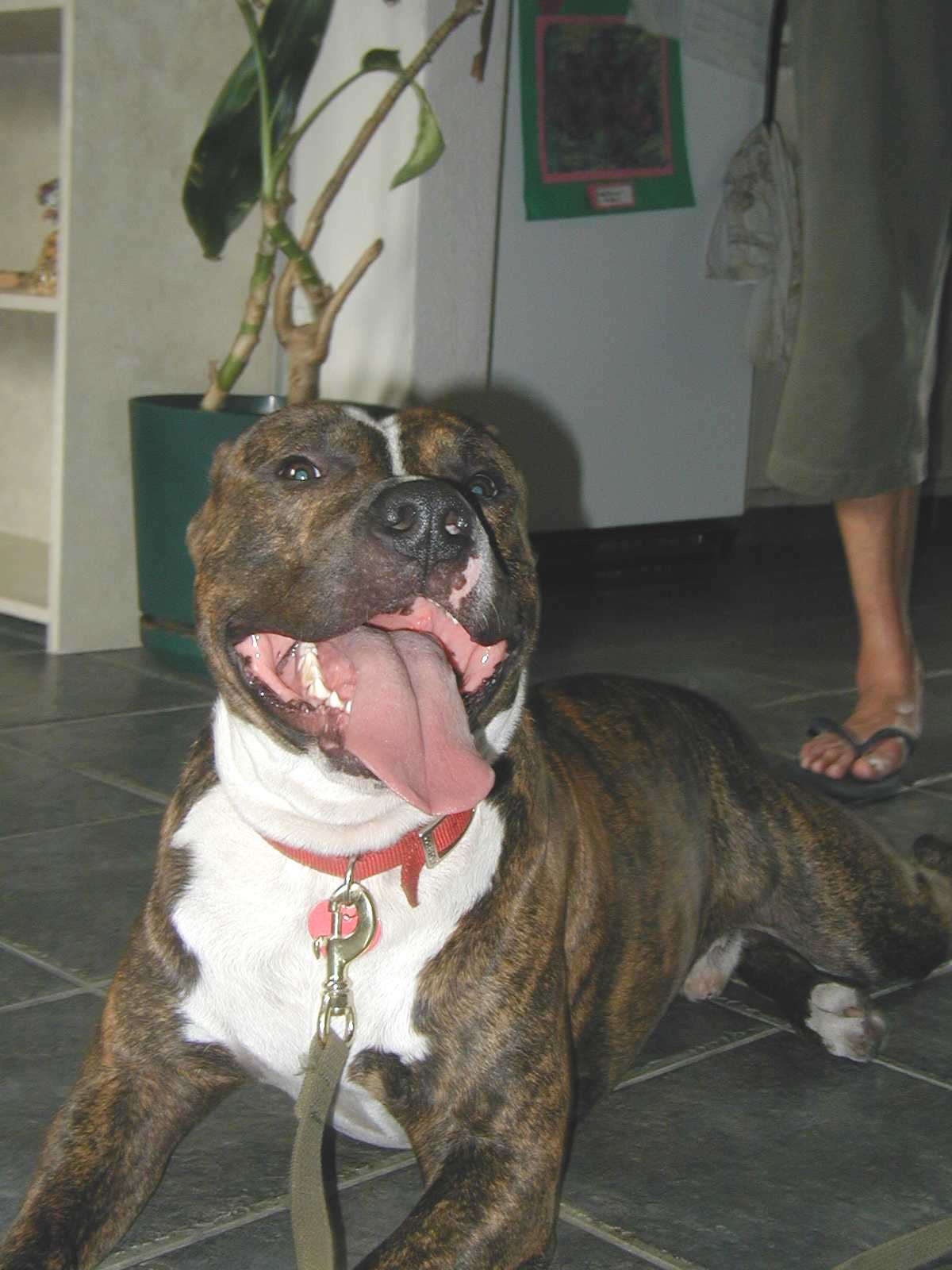 4-29-01samson3.jpg